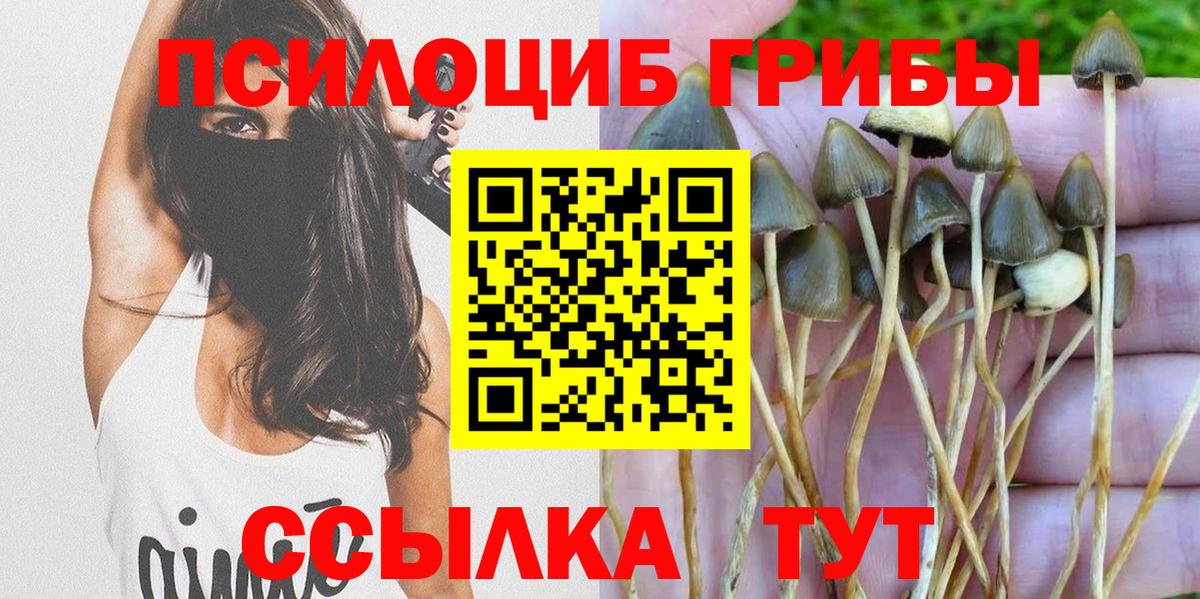 где купить наркоту  Псилоцибиновые грибы мухоморы  Вход с VPN  Черкесск 